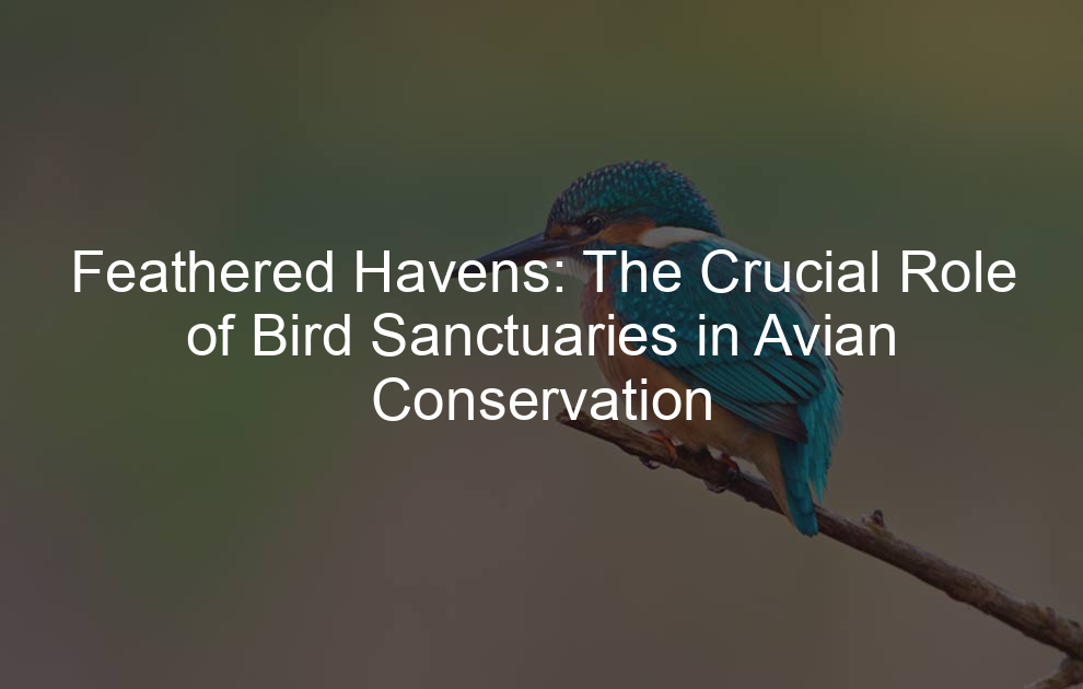 Feathered Havens: The Crucial Role of Bird Sanctuaries in Avian Conservation
