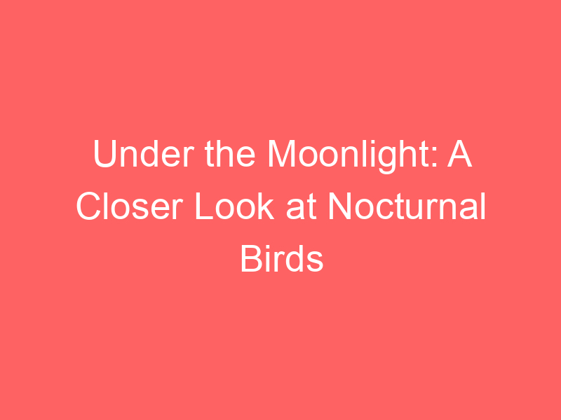 Under the Moonlight: A Closer Look at Nocturnal Birds